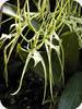 Brassia arcuigera